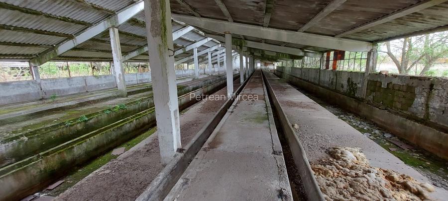 Vand Fost Complex de porci - 7