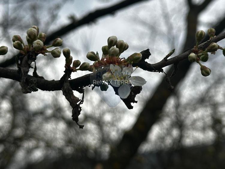 Viseul de Sus- CASA , priveliste, liniste , - 13