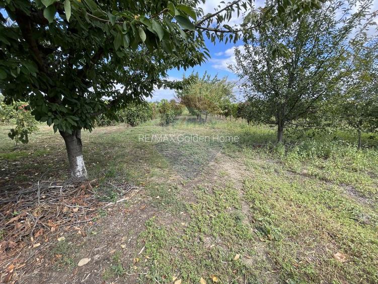 Casă Tifesti teren si vie - 29