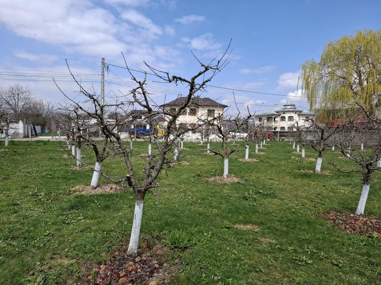 Teren Intravilan 2000 mp - Livadă de meri, Răucești 41 000 € Prețul e negociabil - 5