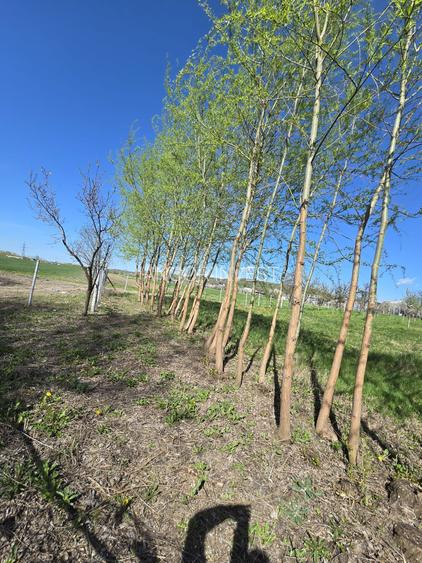 TEREN INTRAVILAN -1300 mp CURTISOARA - 19