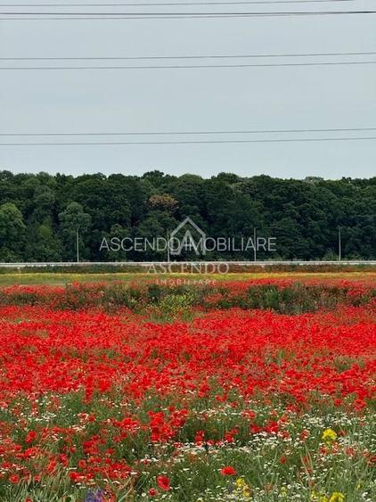 Vanzare teren 7.000 mp – Buftea, zona Tămași | lângă pădure - 3