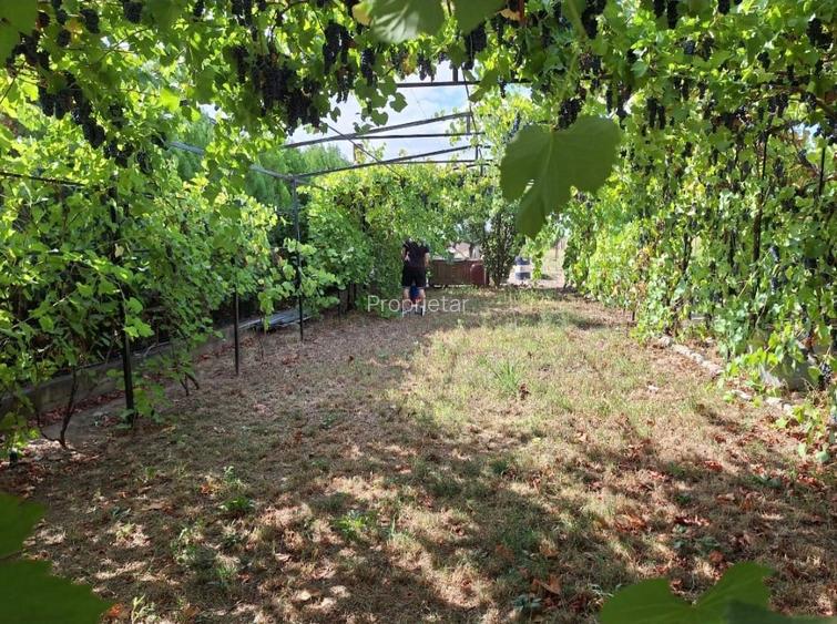 Vilă P+E, teren cu livada 4200mp în Adunații Copăceni - Acces direct DN5 - 6