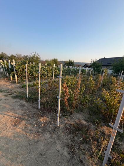 Casa de vanzare, 80 mp, teren 2330 mp, zona Arginesti