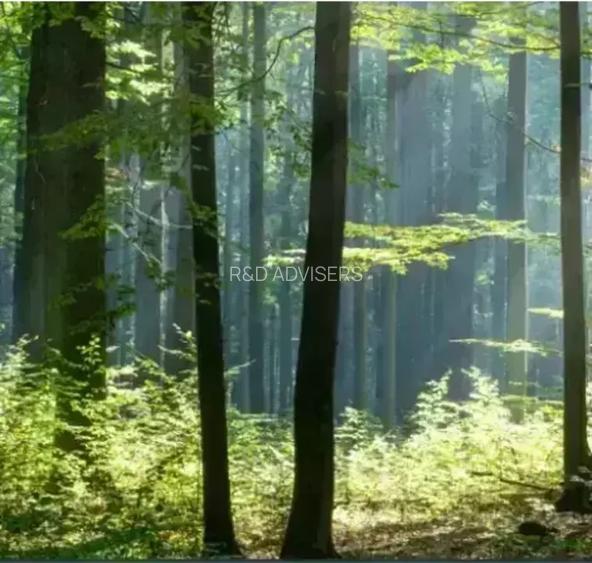 Apartament 3 Camere Pădurea Băneasa | Stil, Eleganta, Confort - 2