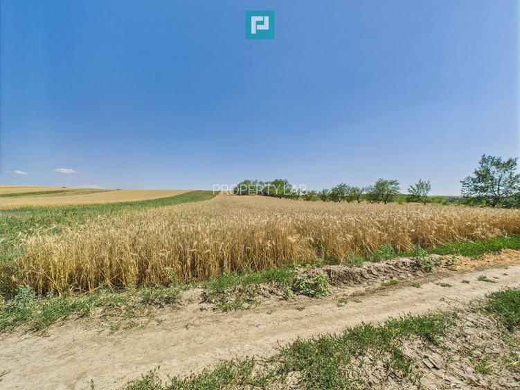 Teren intravilan + extravilan în Remetea Mică - 8