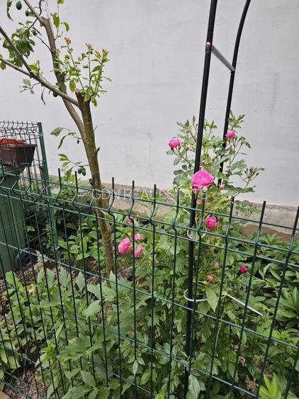 Vand casa 3 camere ARIUSD - 20