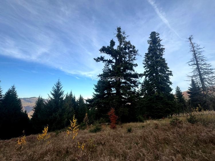Vanzare 5,3 ha pasune deasupra Voronetului Suceava - Proiect Turistic - 13
