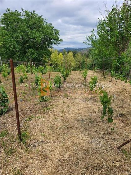 Exclusivitate! Teren intravilan zona Beceni - 6