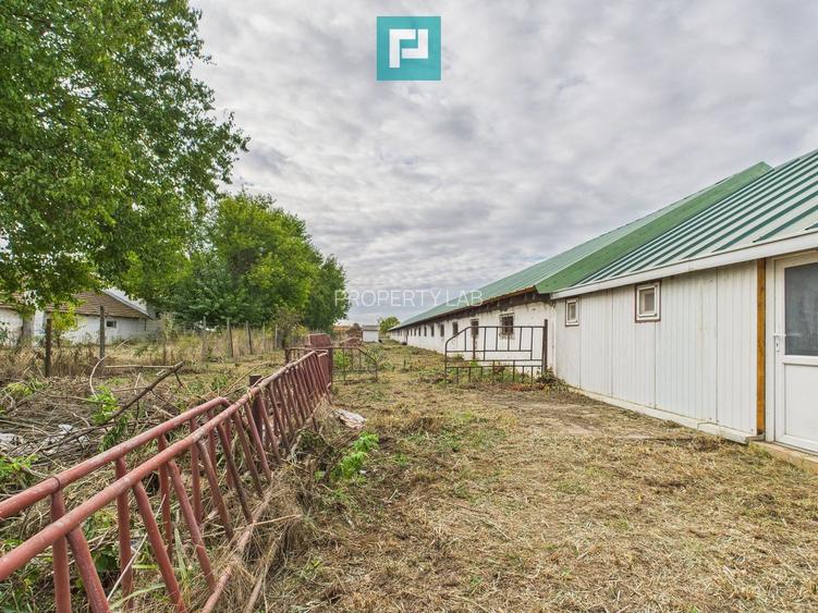 Hală pentru producție / fermă zootehnică  - Variaș - 17