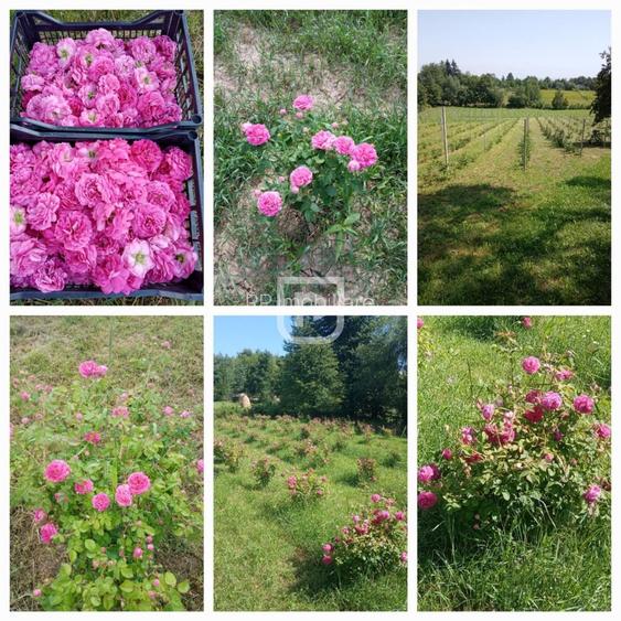 Casa la tara cu 30 ari Rasca - 19