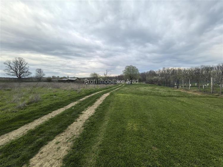 Teren zona agrement padure Vladimirescu - 2