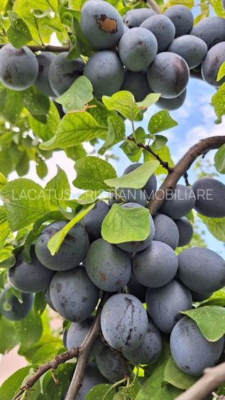 VILA UNICAT ULTRALUX P+1 +CASA CU TEREN 1412MP ZONA PALAZU MARE - 14