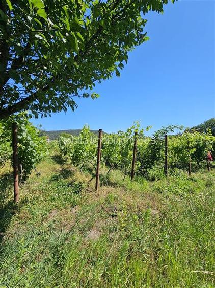 TEREN INTRAVILAN DEVANZARE 33161 MP DE VANZARE TARGU OCNA - 4