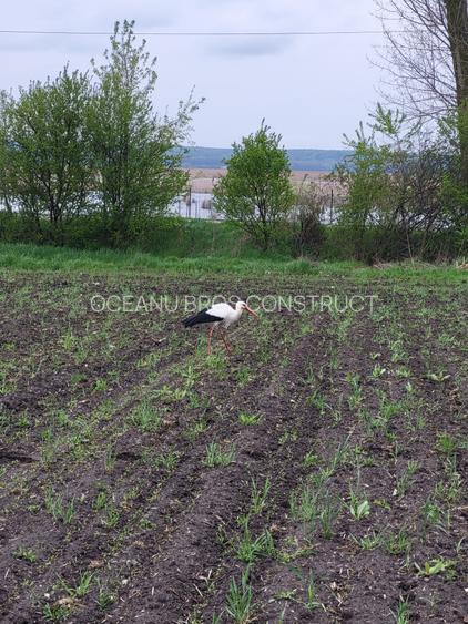 Casă independentă energetic în Comana. Teren 500 mp.TVA inclusiv. - 8