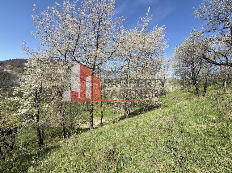 Teren 2500 mp Sohodol - 13