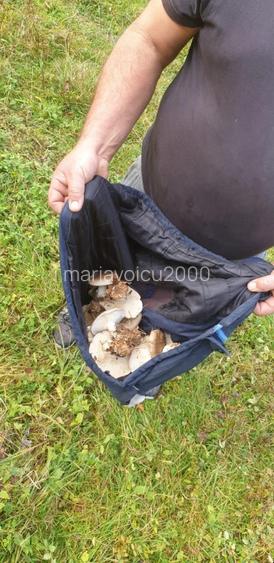 Poiana Prințului Rudolph : Teren de 2834  mp Munții  Retezat - 14