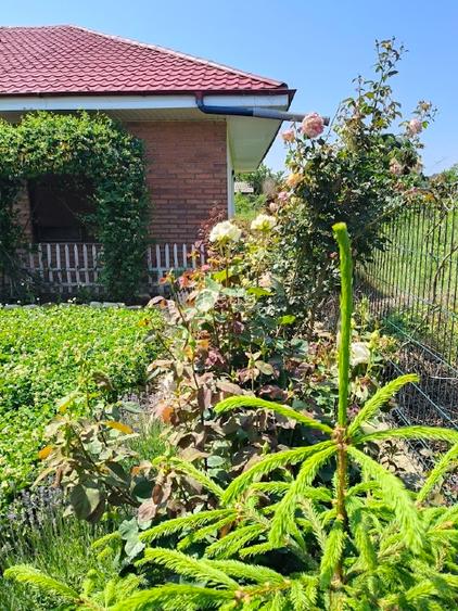  Casă solidă cu potențial uriaș – Zona Laminorului - 3