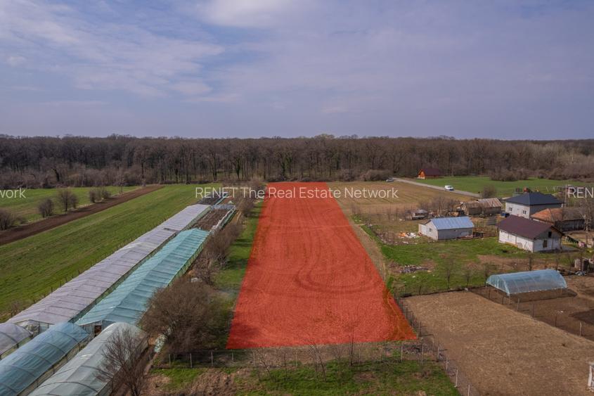 NUCI - BALTA NEAGRA, LOT 3900 MP, LA PADURE! - 10