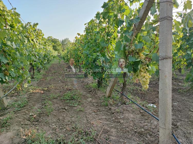 Teren intravilan Tecuci/Podgorie si Pomi Fructiferi/5000 mp - 2