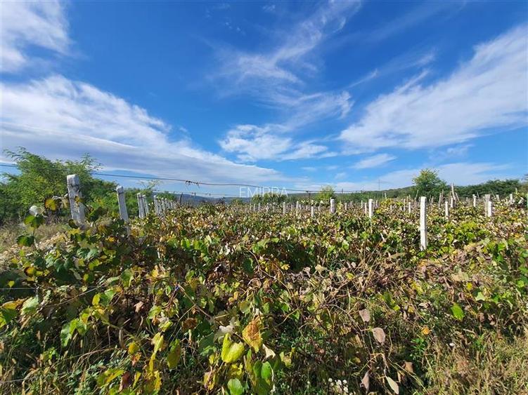Teren de vanzare in Hemeius Margineni, judetul Bacau - 10