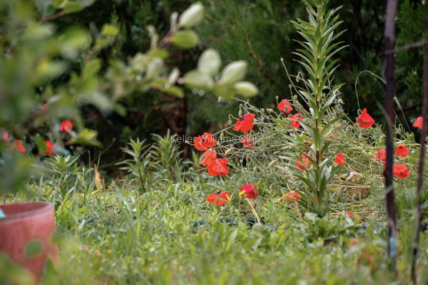 Visează, construiește, culege: Livada Paradisului – De Vânzare - 15