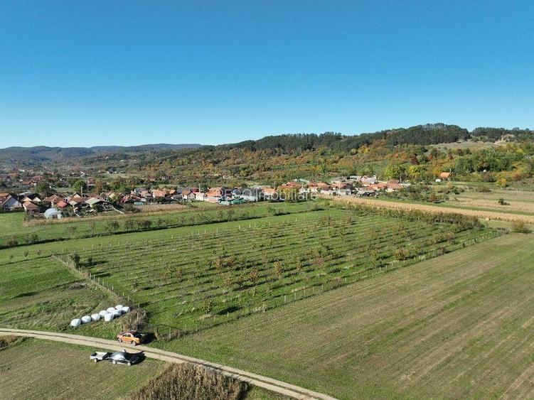 RECO, Teren cu livada de ciresi, Zona Auseu, Bihor - 11