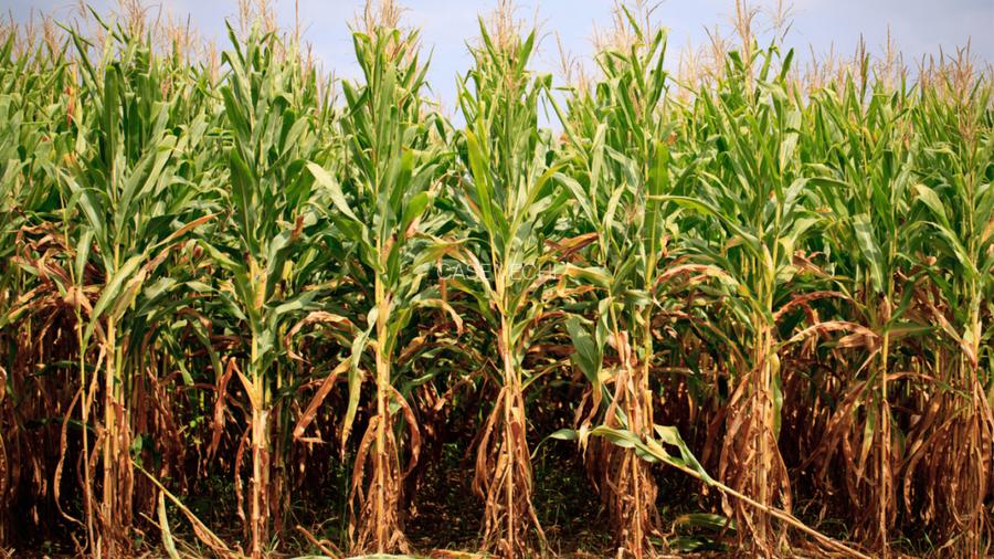 PORTOFOLIU AGRICOL PREMIUM 3.000 HA SUDUL ROMÂNIEI OPORTUNITATE INVESTIȚIONALĂ - 3