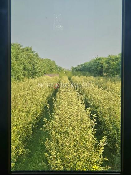 Vila + Afacere 15.000mp Clinceni - 23