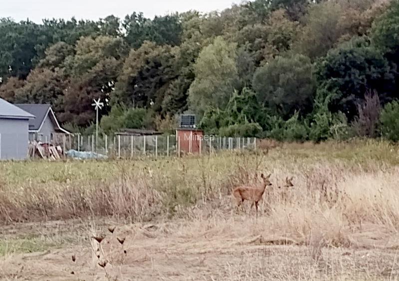 Case individuale,padure, tva inclus,proprietar - 11