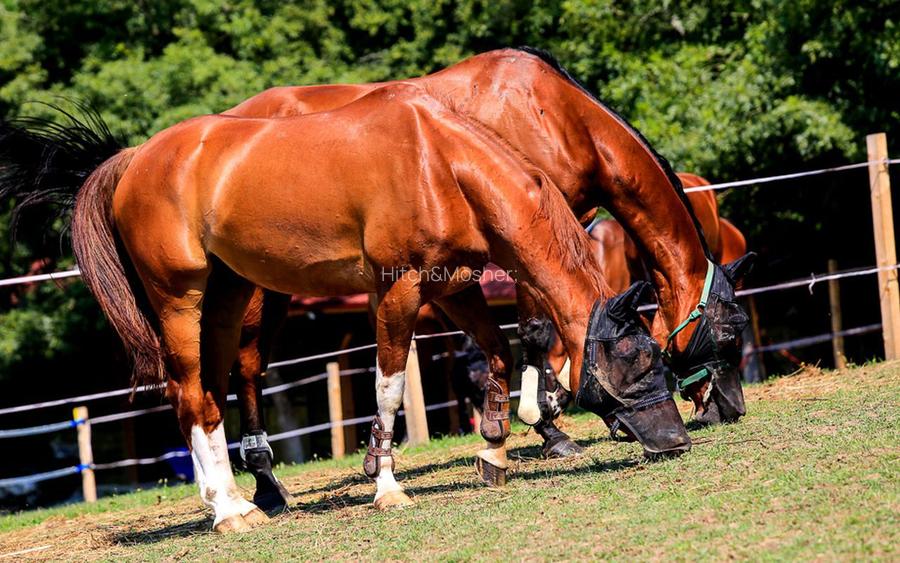 Domeniul Herneacova - 25