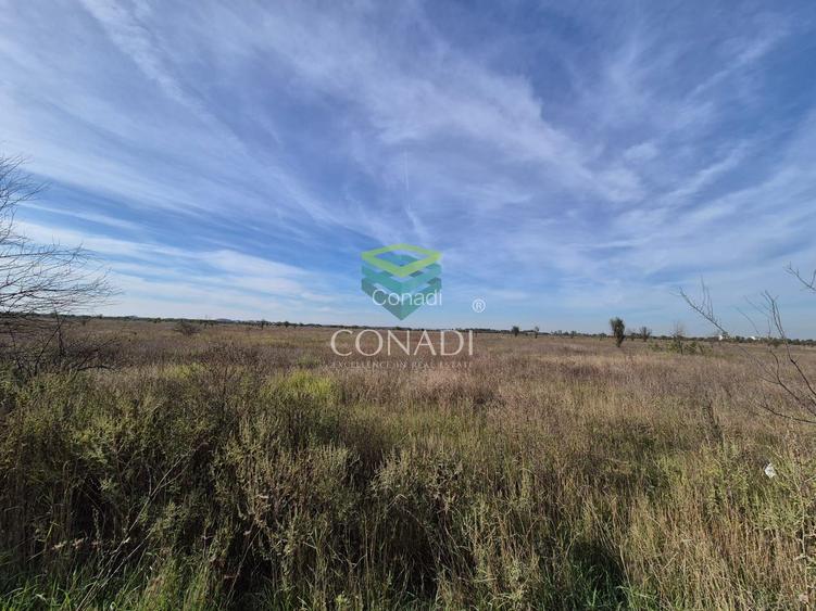 Teren de vanzare Padurea Baneasa 7.500 mp - 5