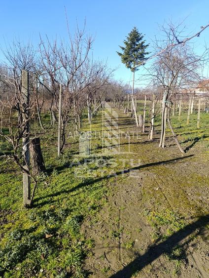 Casa individuala cu teren generos 2158mp, front 12m, livada, Freidorf - 2