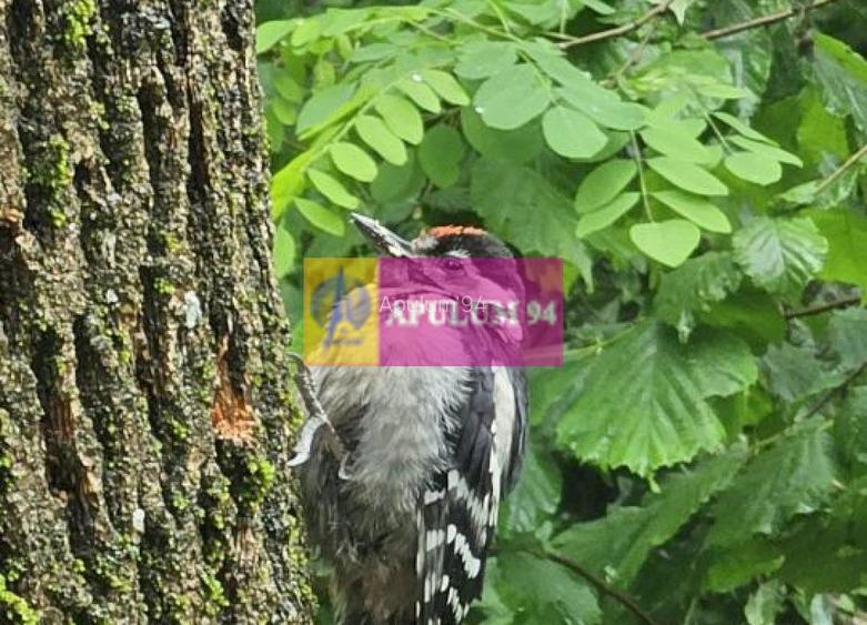 Casă de vânzare în Provița de Jos - 20