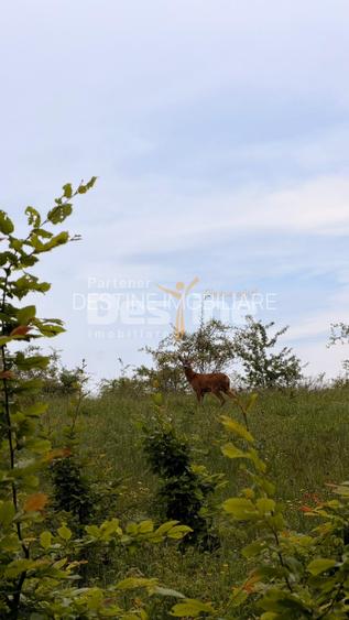PĂDURE DE VÂNZARE – 17 HA – VALEA MARE, COMUNA BĂLILEȘTI, JUDEȚUL ARGEȘ - 3
