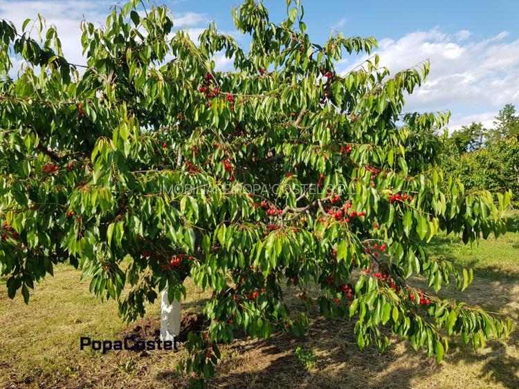 Petresti - Corbeanca 4648 mp intravilan desch. 33 m, utilitati, acces asfaltat - 6