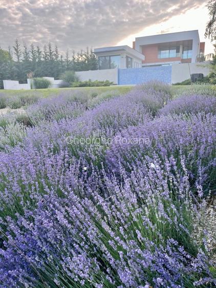 Vila Snagov cu deschidere la lac - 2