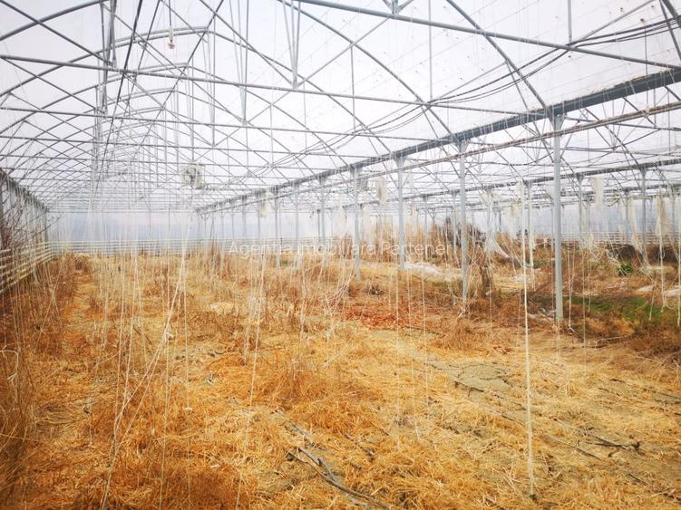 Teren 12.000mp + sera 3.000mp, Ciofrangeni-Arges - 3