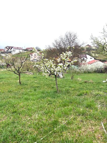 Teren Intravilan zona d-va 2 600mp cu toate utilitatile 100.000eur neg - 5