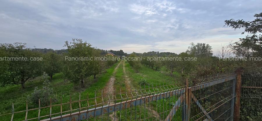LIVADA  DE VANZARE FOCSANI-DUMBRAVITA  1,8  HA - 13