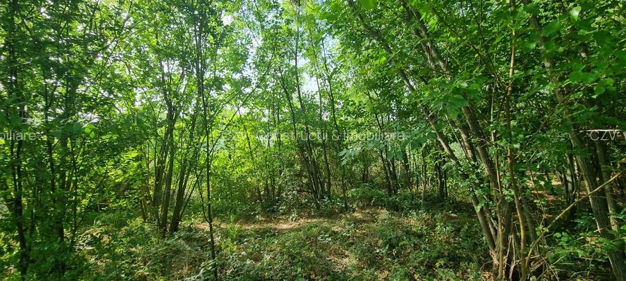 Teren 2000 mp de vânzare – Comana, deschidere la lac, aproape de Parcul Natural - 10