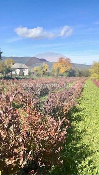 Teren 6,900mp Breb / Strada PRINCIPALA - 4