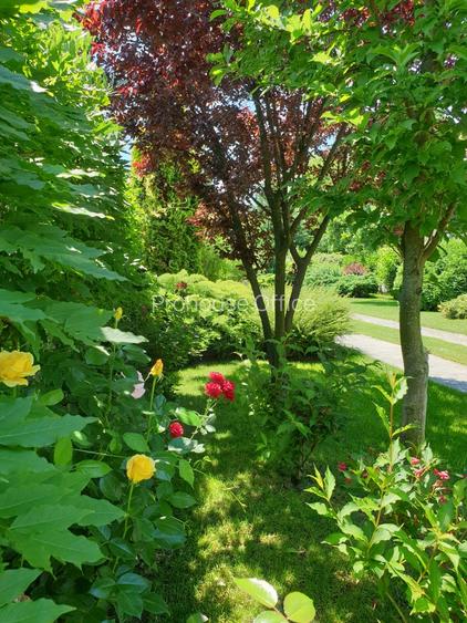 Dimineți pe ponton, seri la piscină – viața la Snagov - 6