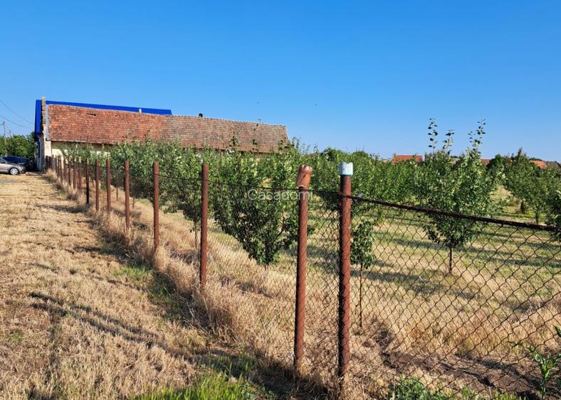 Teren cu livada si Casa veche in Șandra - 3