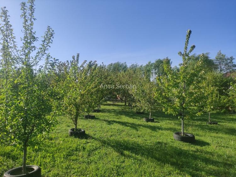 Vilă individuală 400 mp | Teren 3.330 mp | Voluntari – Matei Corvin | Proprietat - 6