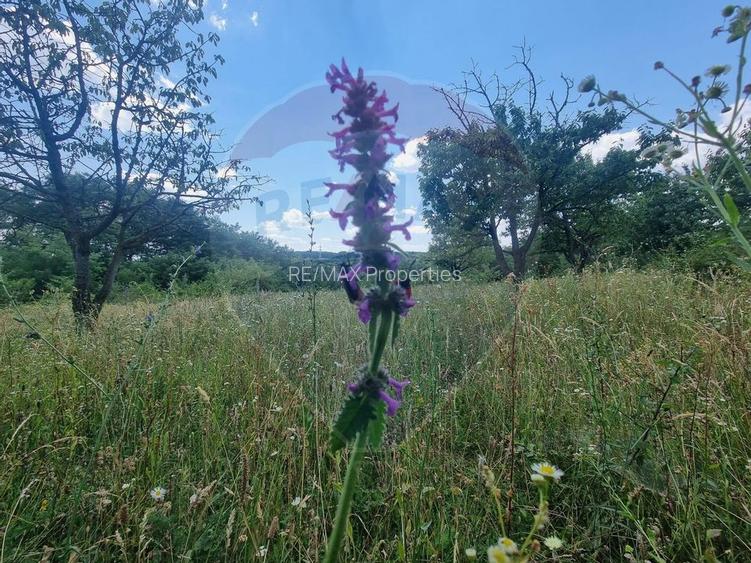 Teren intravilan 11.500 mp – Strada Cismari Vălenii de Munte - 9