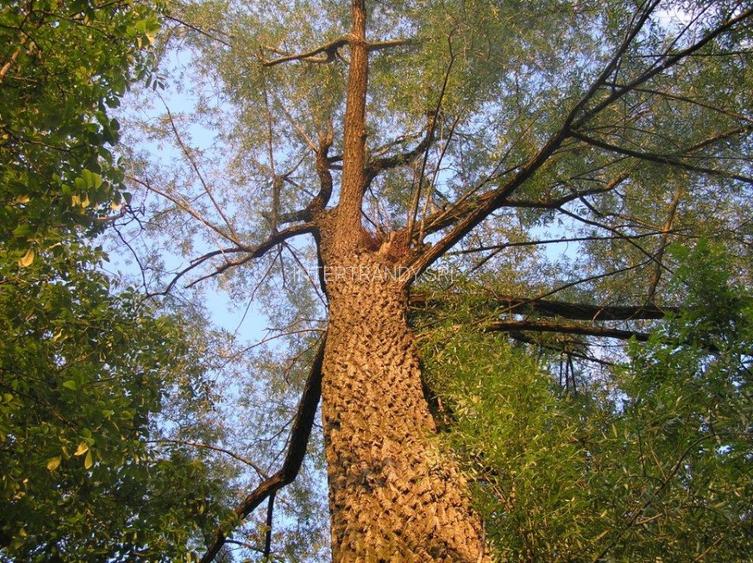 (307) Teren intravilan Calinesti – sat Carstieni, jud. Arges / Direct proprietar - 8