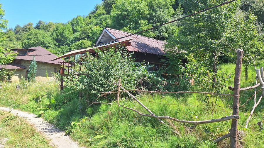 VANZARE ANSAMBLU CASUTE BRADULET ARGES - 20