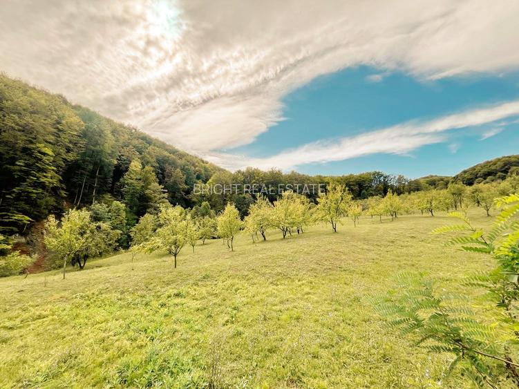 Teren 9.800 mp – Investiție ideală în mijlocul naturii | 10€/mp - Comision 0% - 7