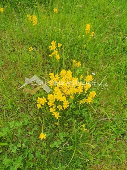 Investitie Teren intravilan 11.396 mp Moieciu de Jos - 12